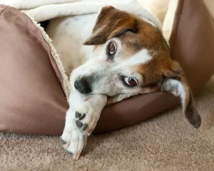 Ethical considerations in euthanasia for pets